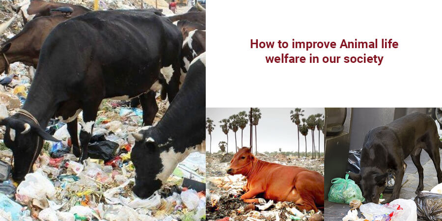 How to improve Animal life welfare in our society